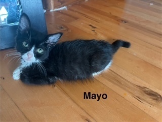 Mayo