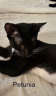 Petunia