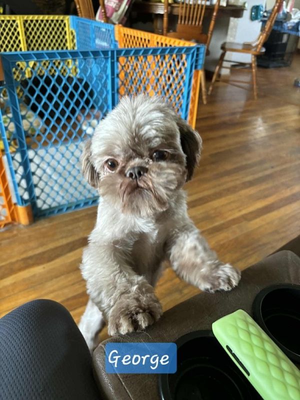 George The Shih Tzu thumbnail 4