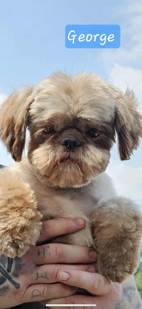 George The Shih Tzu thumbnail 5