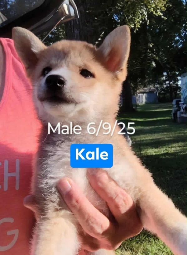 Kale