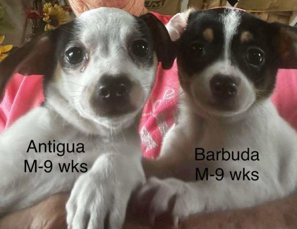 Barbuda