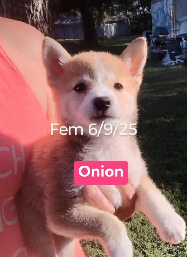 Onion