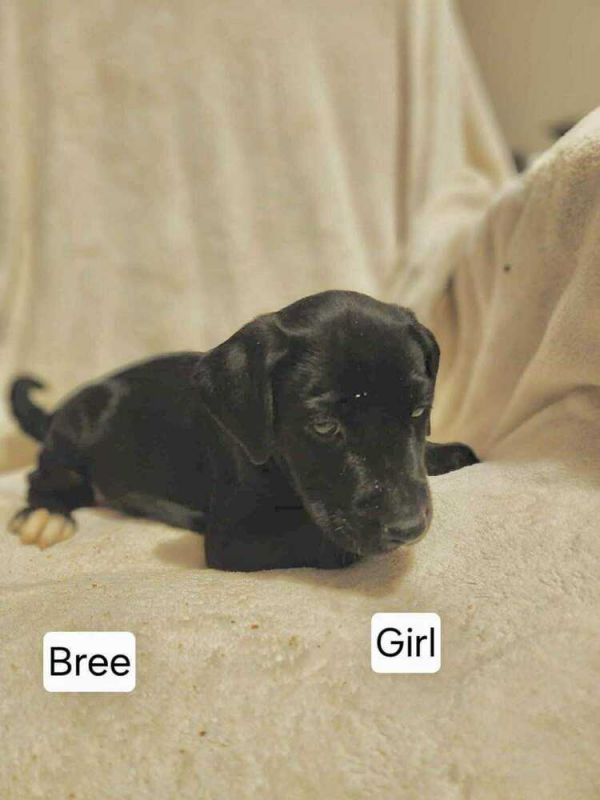 Bree