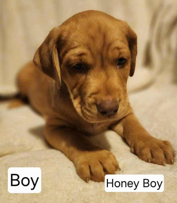 Honey Boy