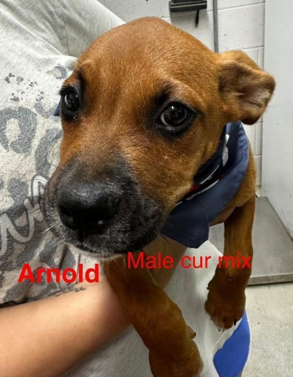 Arnold