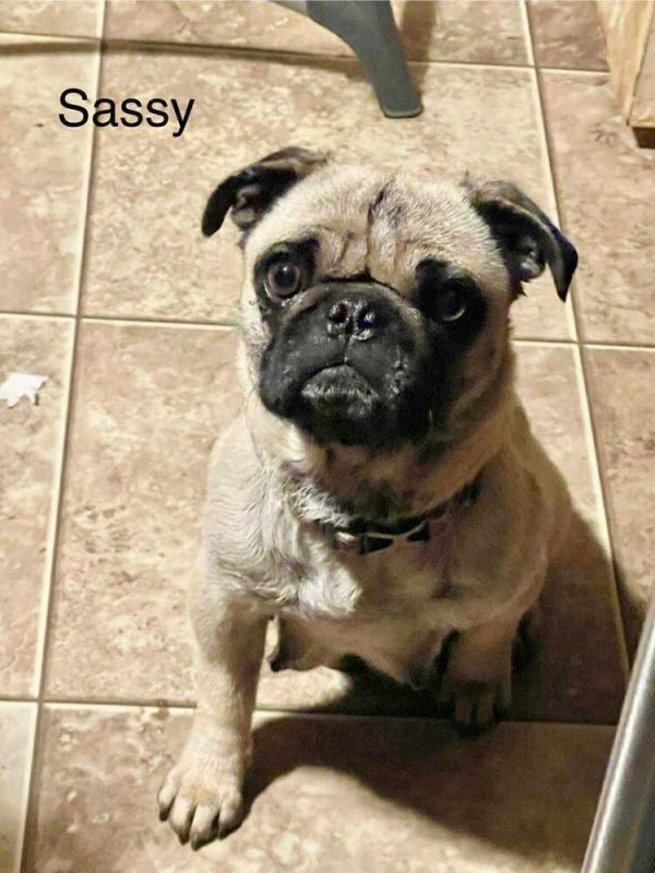 Miss Sassy