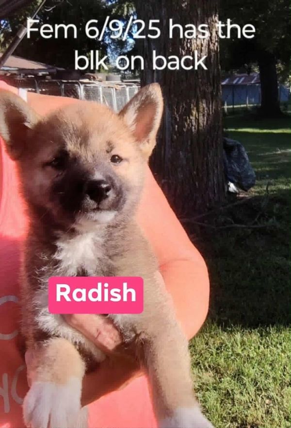 Radish