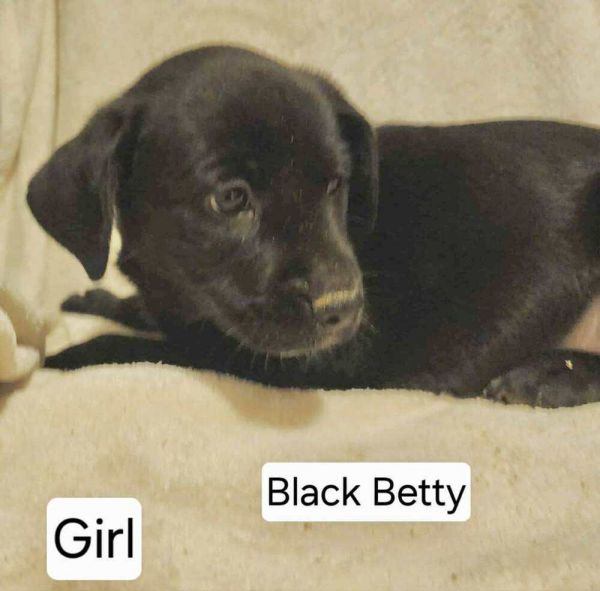 Black Betty