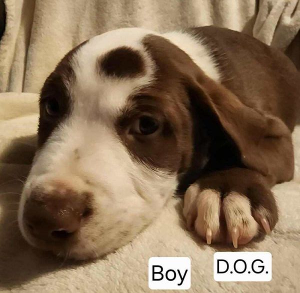Dogg