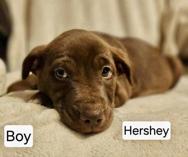 Hershey Vader