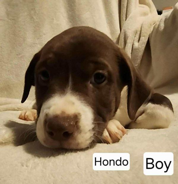 Hondo Lane