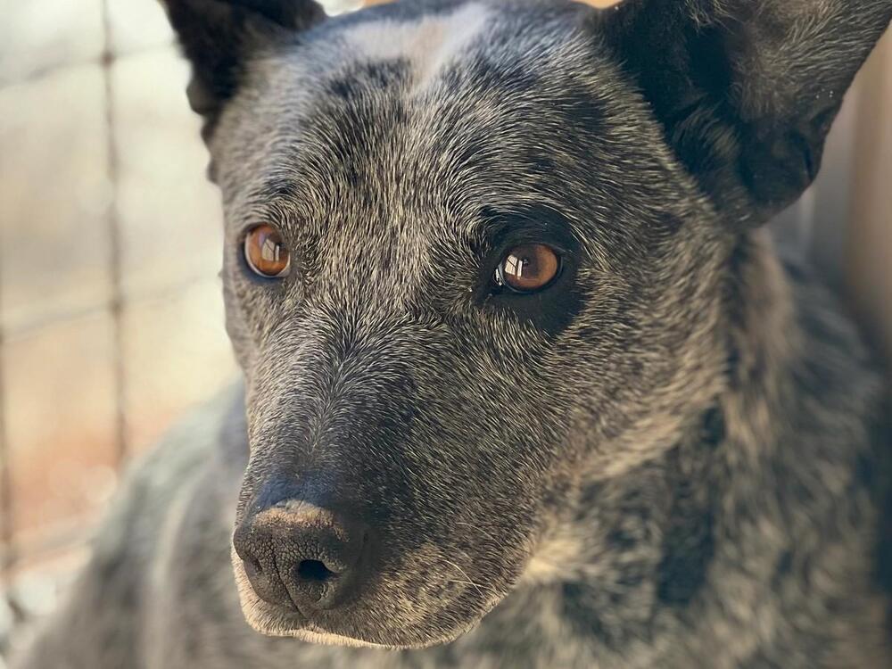 Paw Paw aka Mr. Paws
