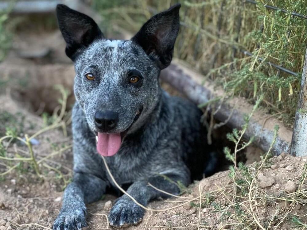 Paw Paw aka Mr. Paws