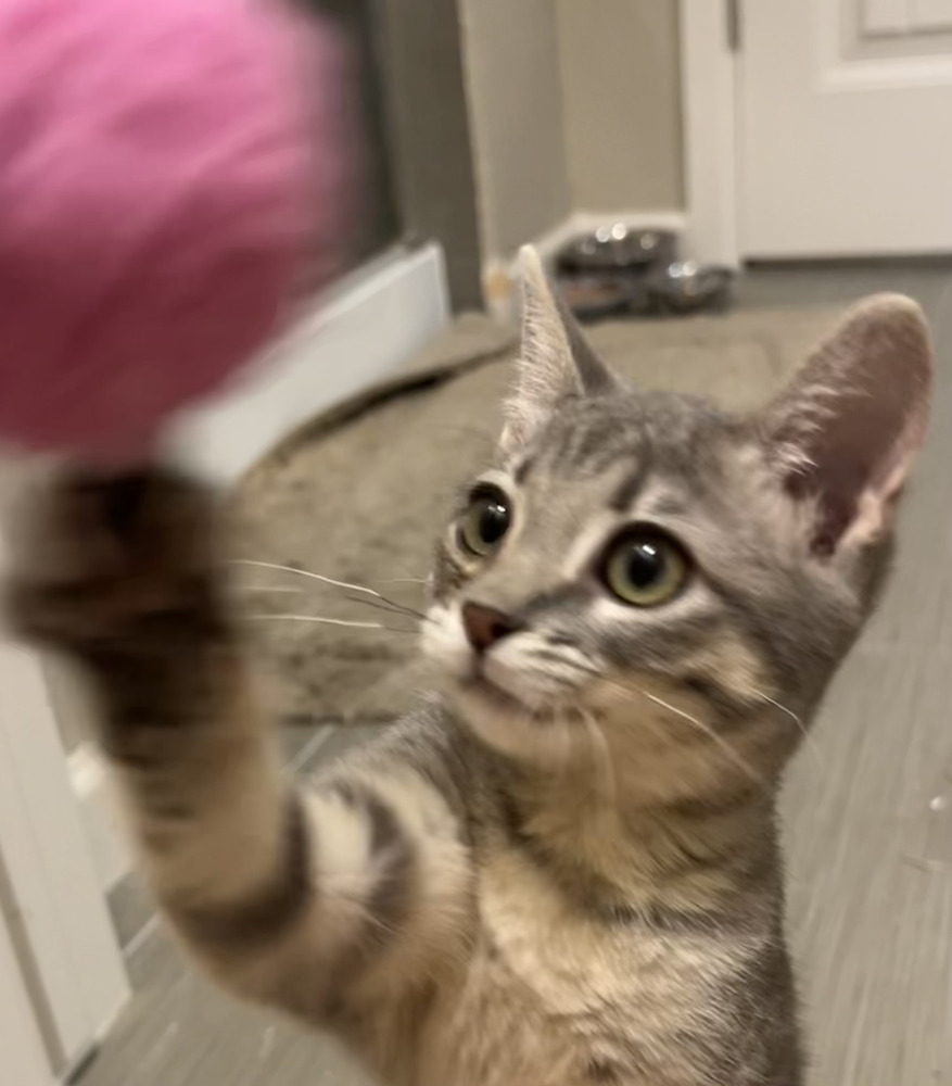 SAM