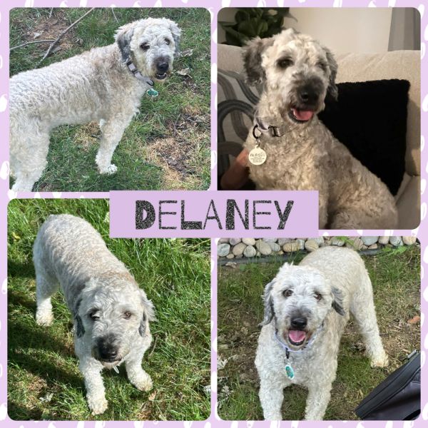 Delaney