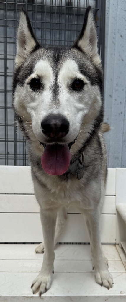 Husker, an adoptable Husky in Hastings, NE, 68901 | Photo Image 1