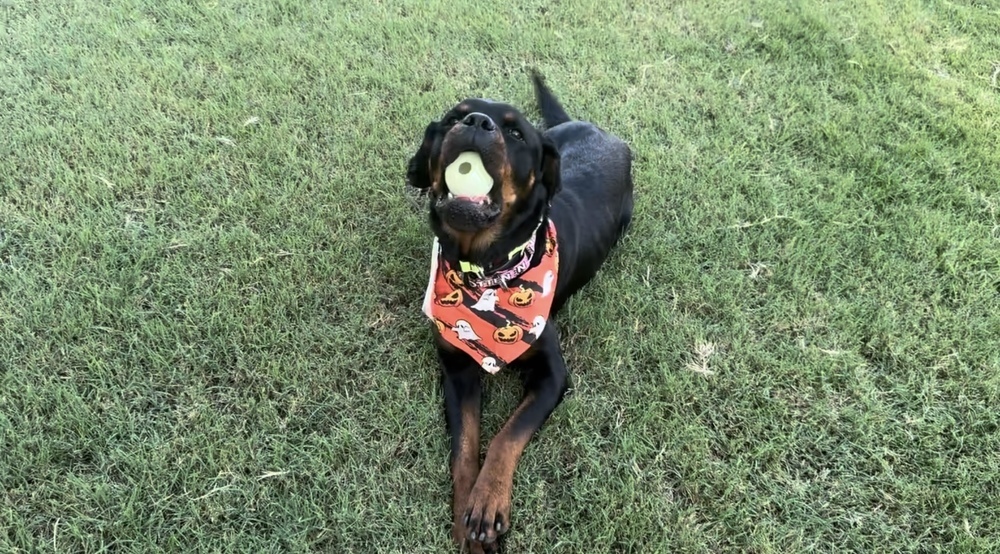 Amara