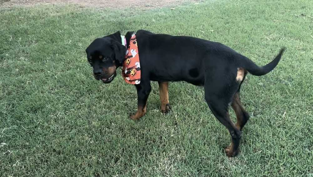 Amara