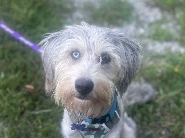 Samson - MEET ME @ PETCO 9/6/25!