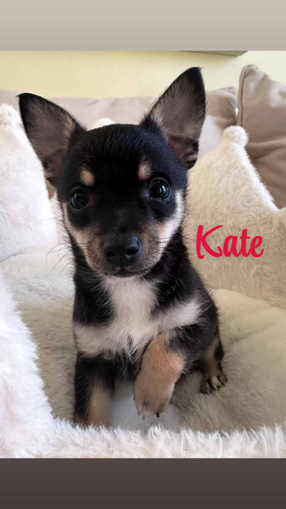 Kate