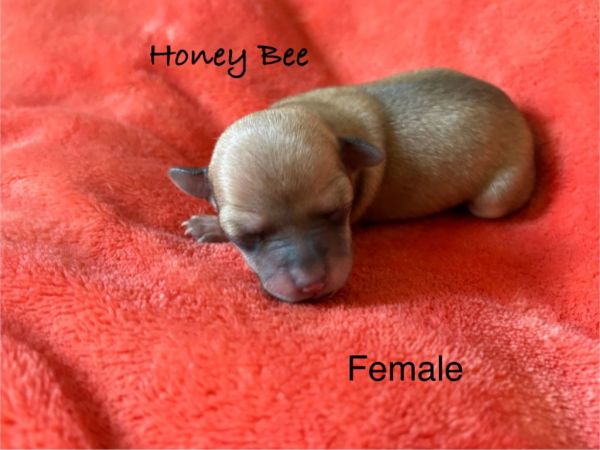 HoneyBee