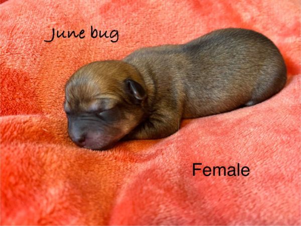 JuneBug