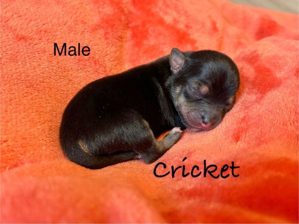 Cricket