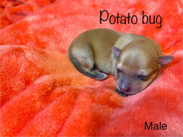 PotatoBug