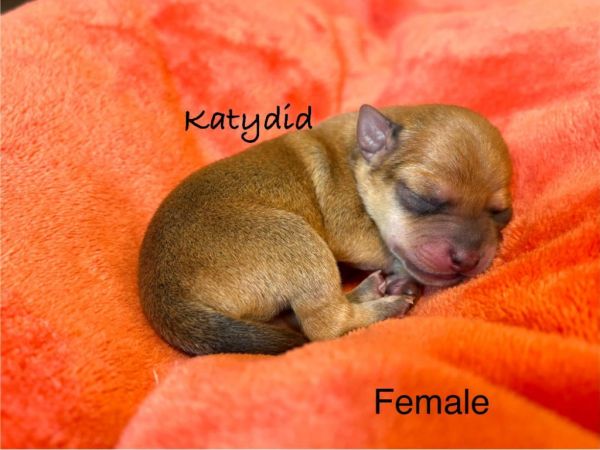 Katydid