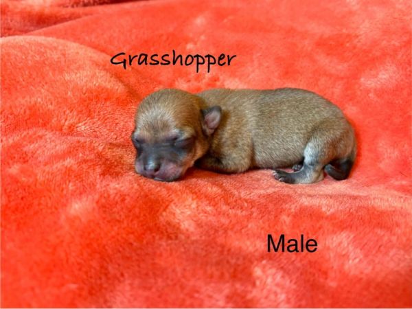 Grasshopper