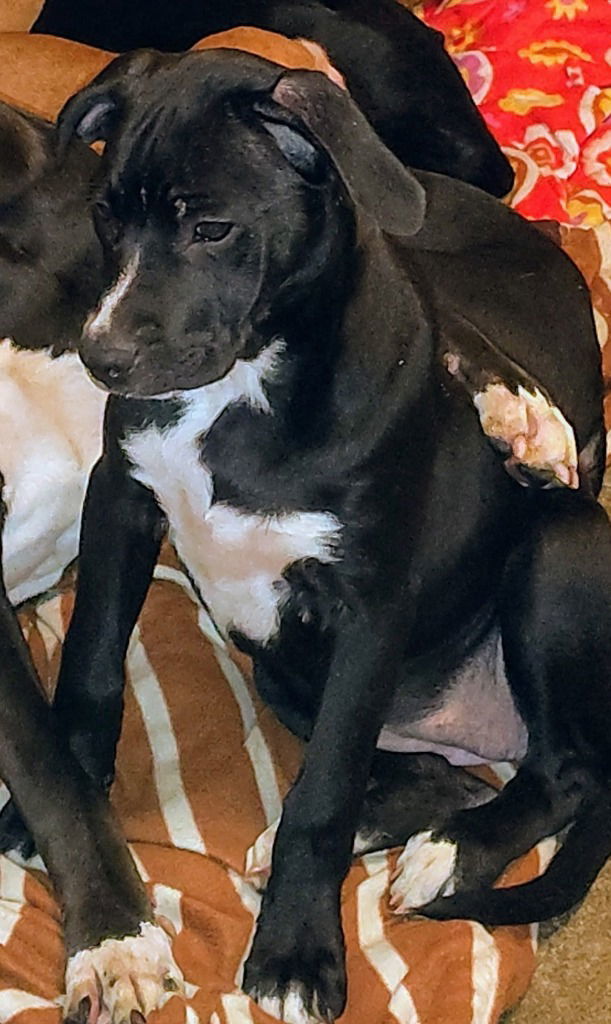 STORMI