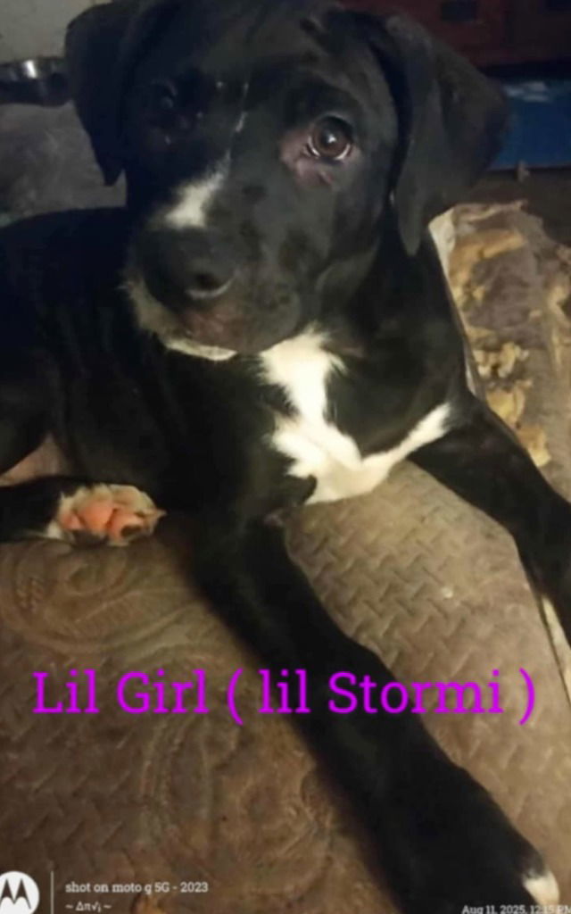 STORMI