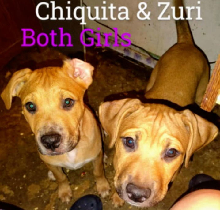CHIQUITA