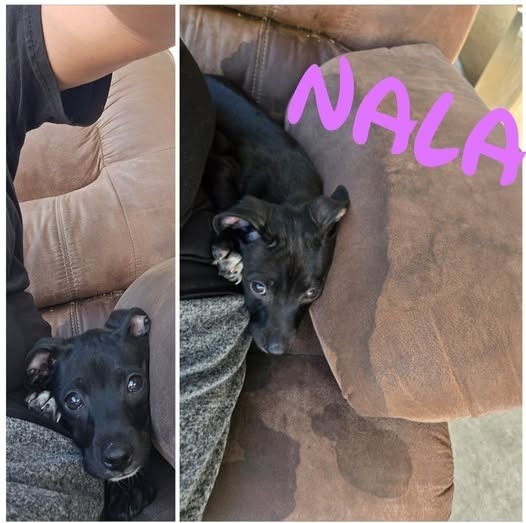 Nala