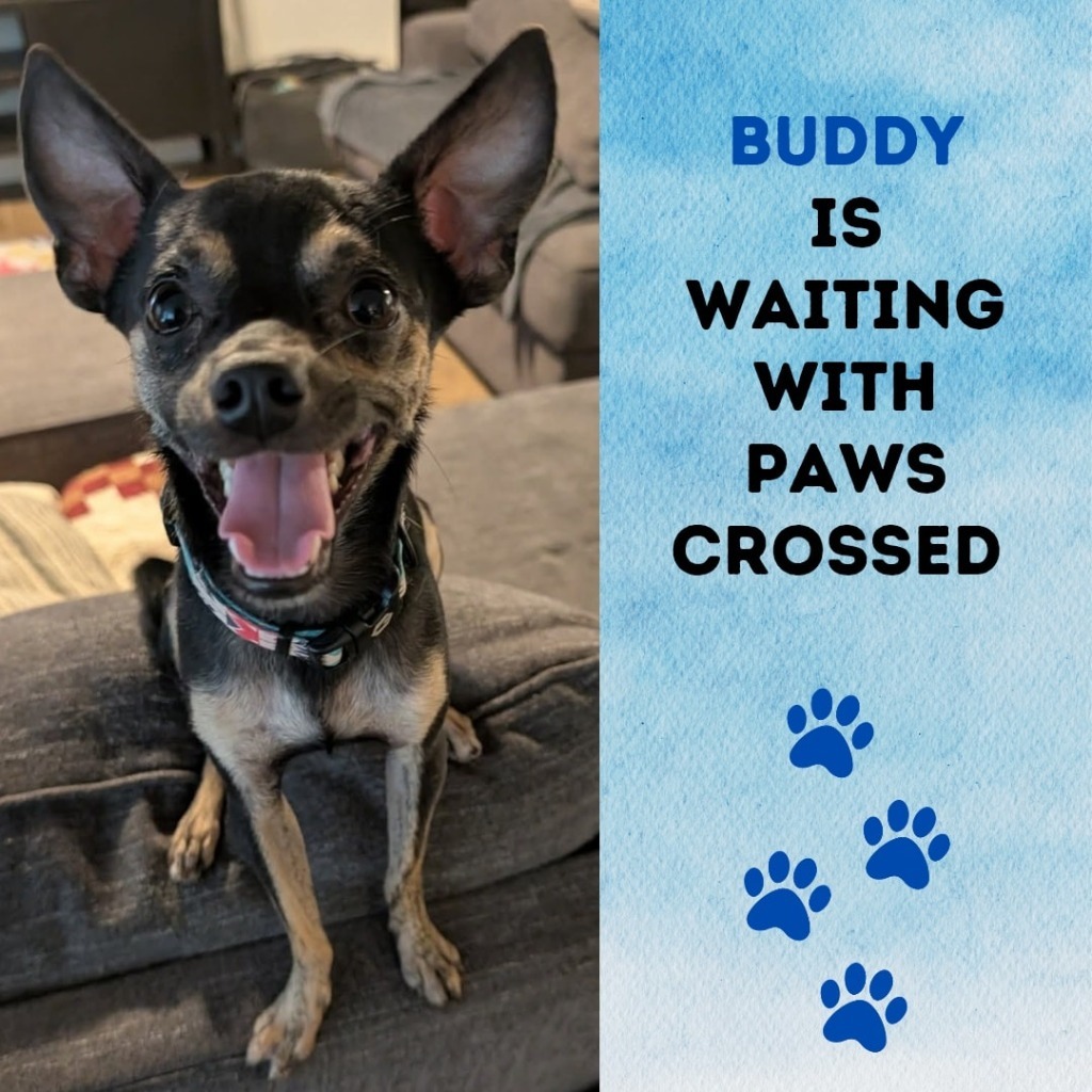 Buddy