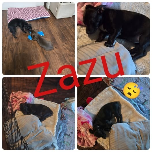 Zazu