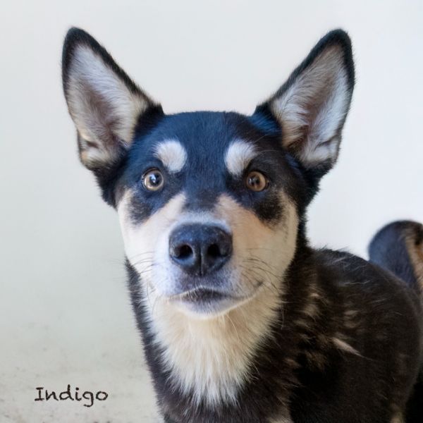 Indigo