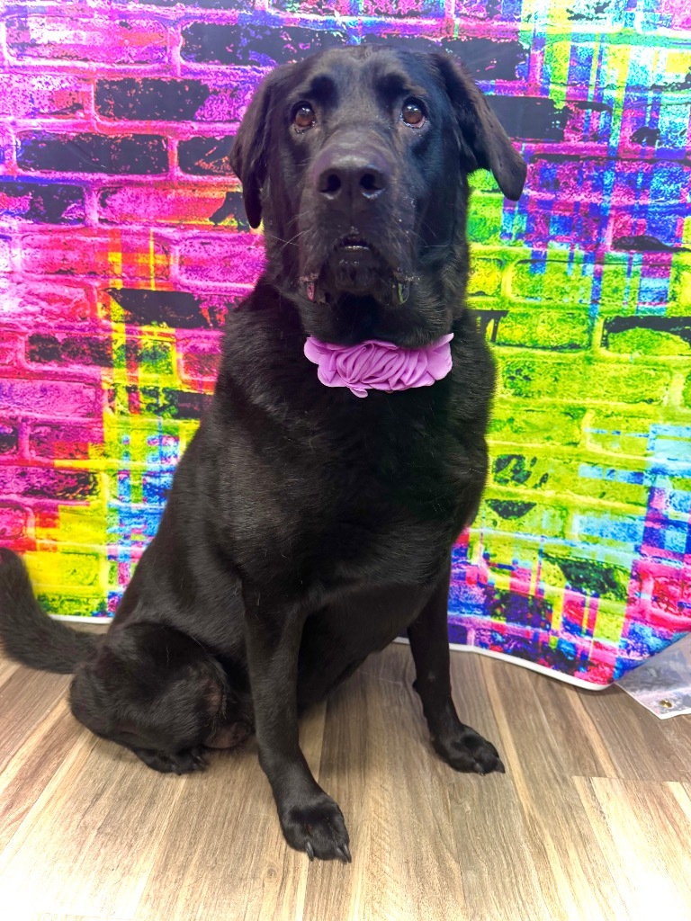 Lily (bonded with Harper)