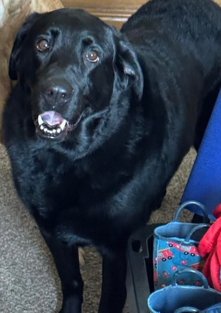 Lily (bonded with Harper)