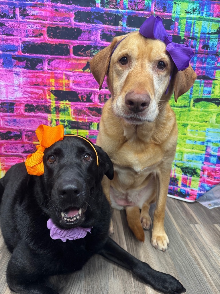 Lily (bonded with Harper)