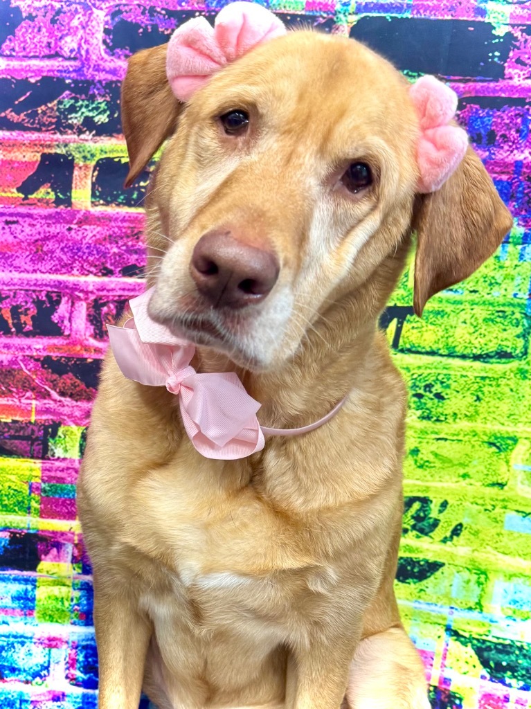 Harper (bonded with Lily)