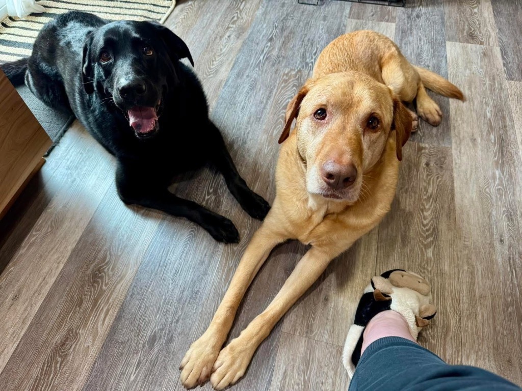 Harper (bonded with Lily)
