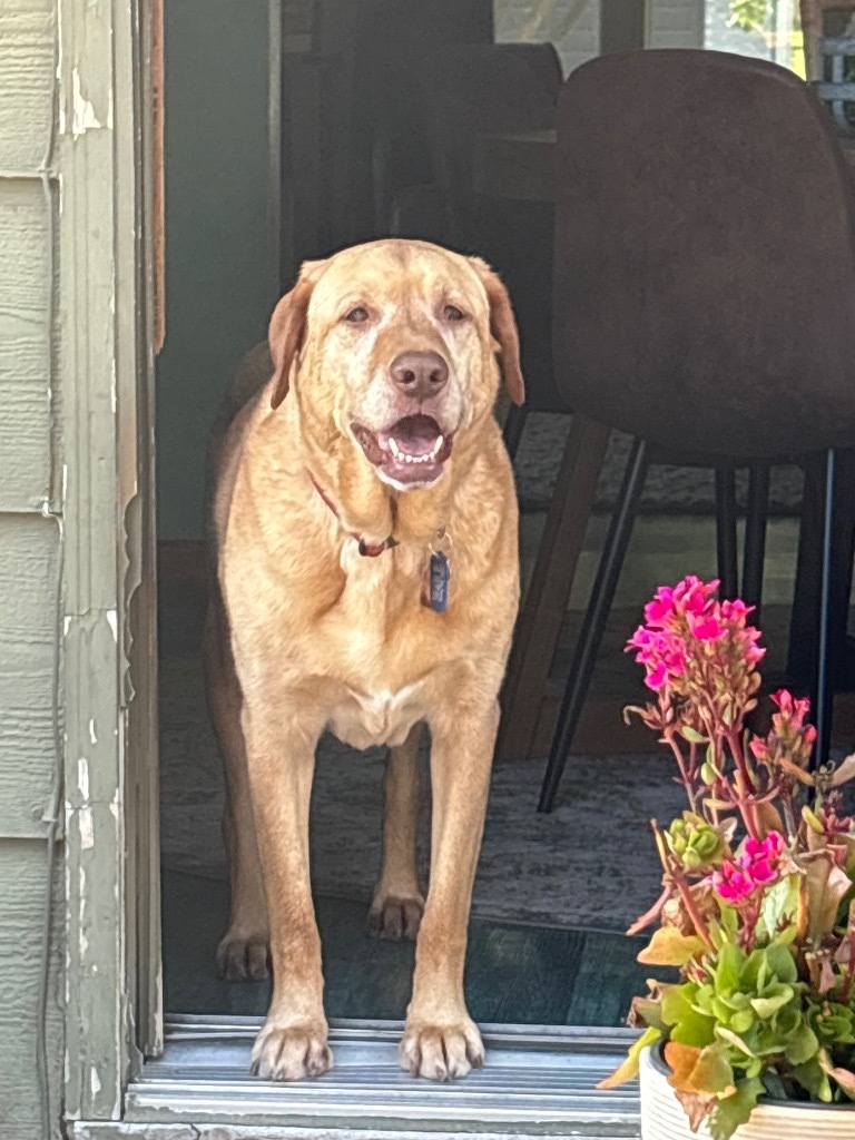 Harper (bonded with Lily)