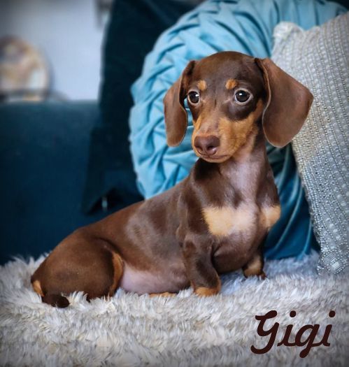 Gigi