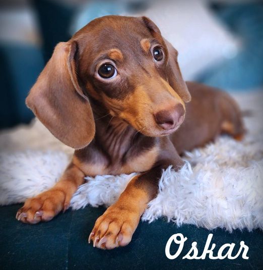 Oskar