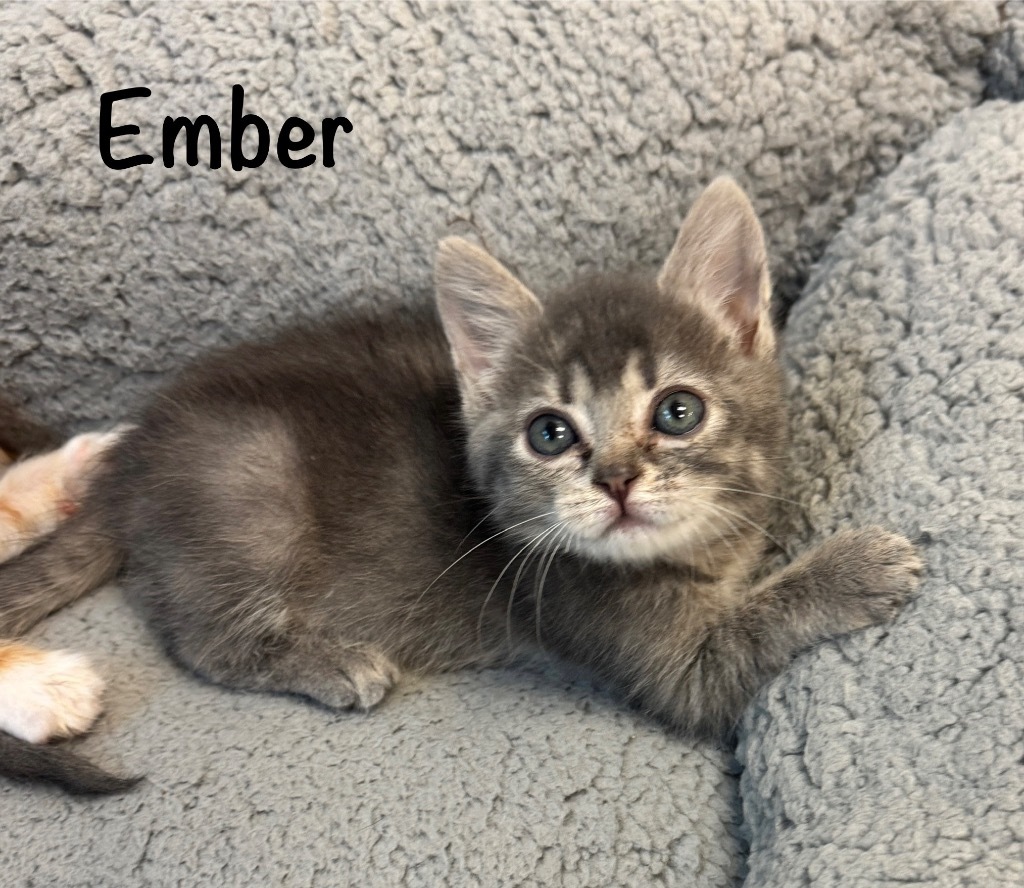 Ember