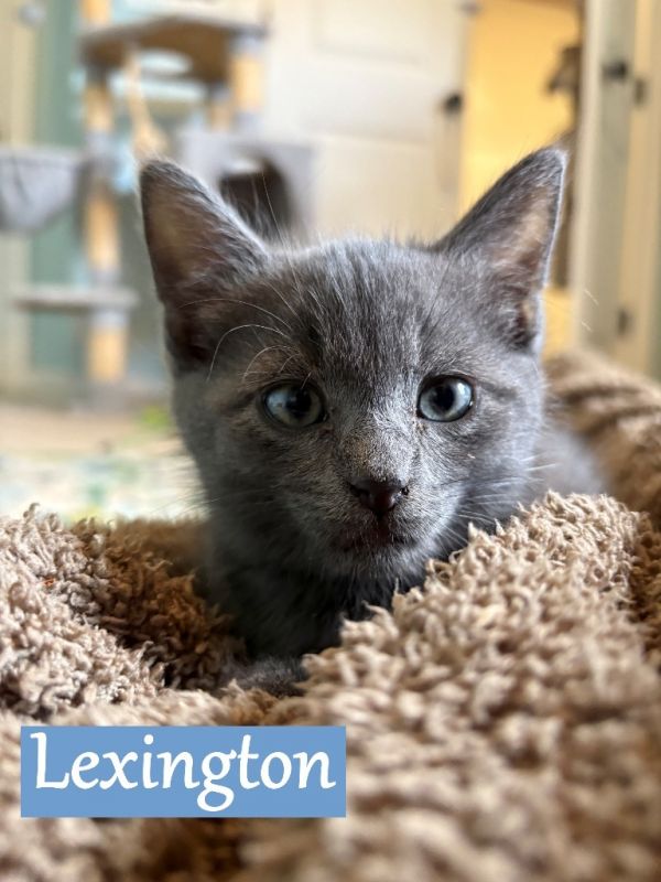 Lexington
