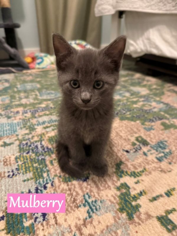 Mulberry