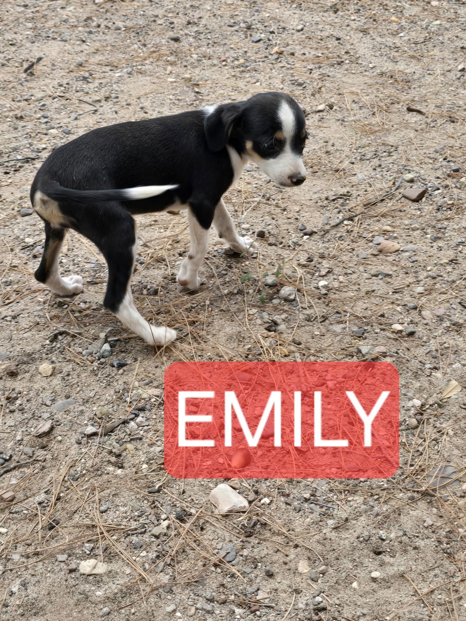 Emily